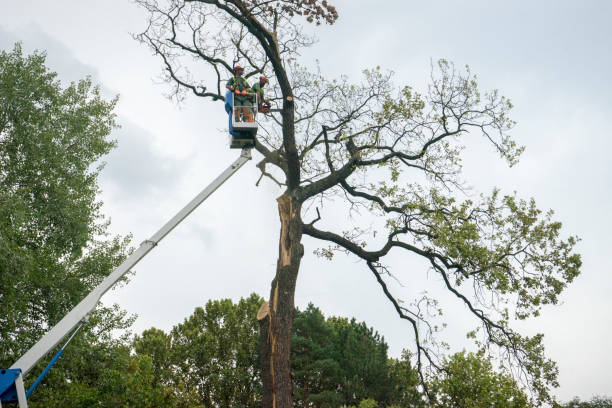 Best Tree Mulching  in Essex Fells, NJ