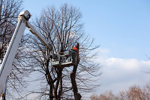 Best Hazardous Tree Removal  in Essex Fells, NJ